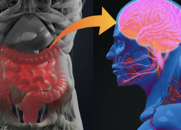 An image depicting the connection between physical therapy and the human brain.