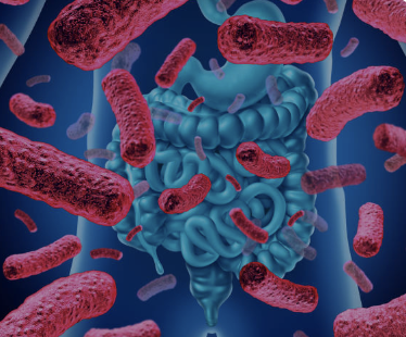 An illustration of a person's intestines showing the symbiotic relationship with bacteria.