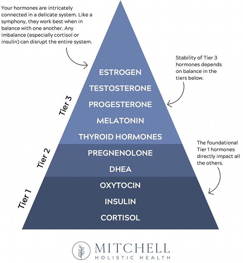 Hormone Health Hack Understanding How Hormones Play Together